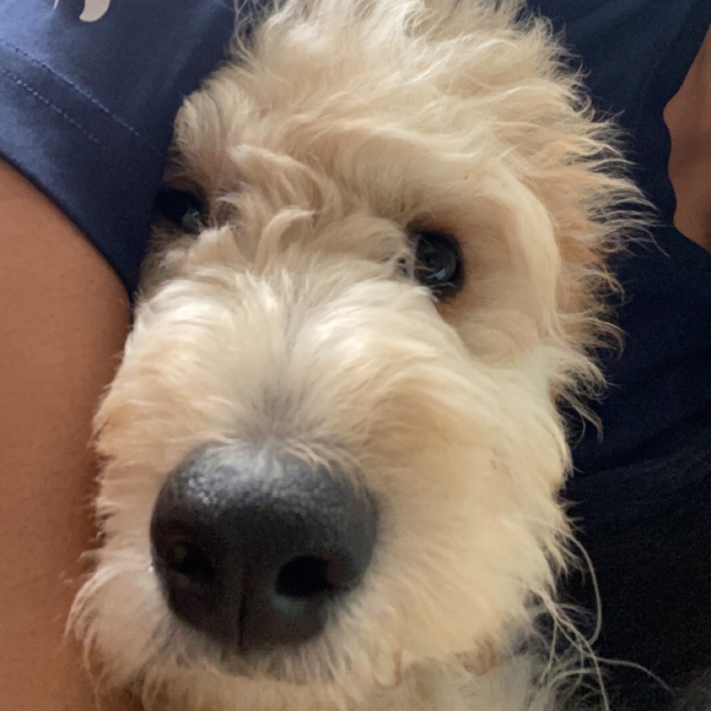 Meet your Posher, Sami
